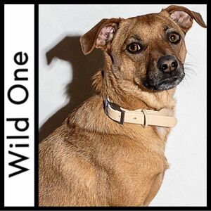 NWT Wild One Dog Collar